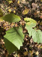 Quercus muehlenbergii
