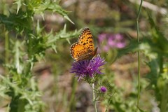 Melitaea aetherie