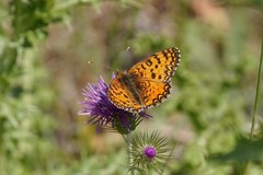 Melitaea aetherie