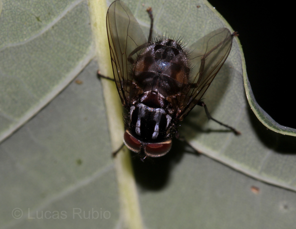 Graphomya auriceps