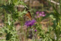 Melitaea aetherie