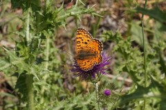 Melitaea aetherie
