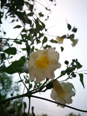 Amphilophium carolinae