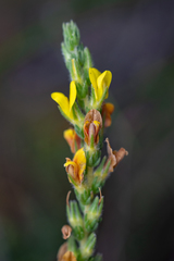 Aspalathus ericifolia