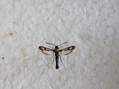 Pyropteron leucomelaenum