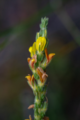 Aspalathus ericifolia