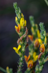 Aspalathus ericifolia