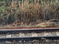 Vulpes vulpes