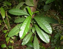 Voacanga bracteata