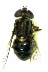 Helophilus hochstetteri