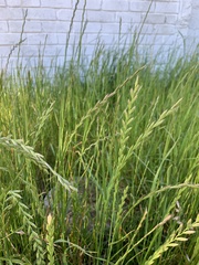 Lolium multiflorum × perenne