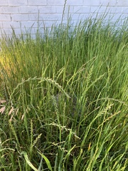 Lolium multiflorum × perenne