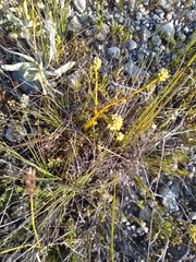 Thesium spicatum