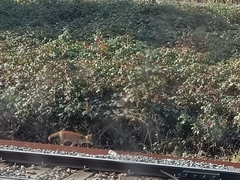 Vulpes vulpes