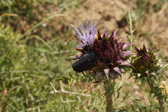 Protaetia opaca