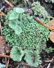 Cladonia