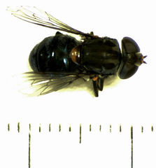 Helophilus hochstetteri