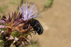 Protaetia opaca