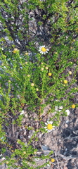 Cymbopappus adenosolen