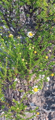 Cymbopappus adenosolen