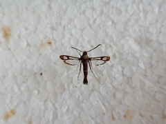 Pyropteron leucomelaenum