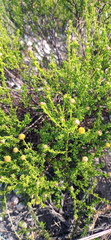 Cymbopappus adenosolen