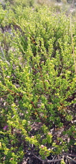 Cymbopappus adenosolen