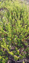 Cymbopappus adenosolen