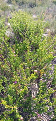 Cymbopappus adenosolen