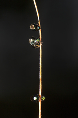 Chrysidoidea