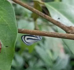 Bythopsyrna copulanda