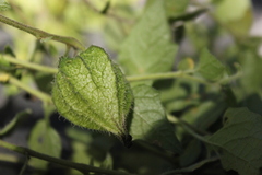 Physalis chenopodifolia