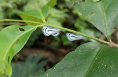 Bythopsyrna copulanda