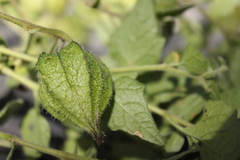 Physalis chenopodifolia