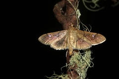 Cotachena