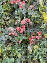 Indigofera tomentosa