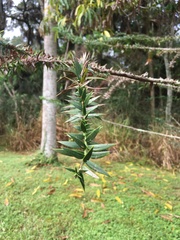 Araucaria bidwillii