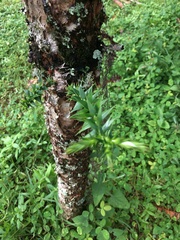 Araucaria bidwillii