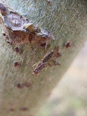 Norellia spinipes