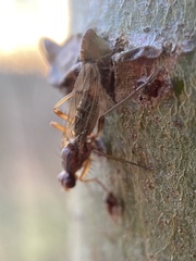 Norellia spinipes