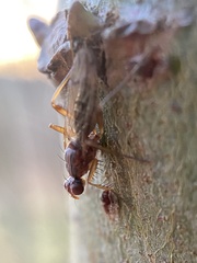Norellia spinipes