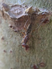 Norellia spinipes