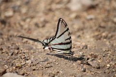 Protographium epidaus