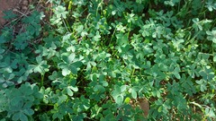 Oxalis pes-caprae