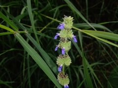 Salvia lasiocephala