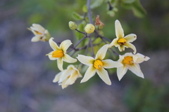 Solanum cardiophyllum