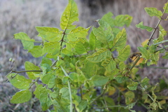 Solanum cardiophyllum
