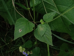 Salvia lasiocephala