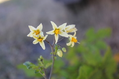Solanum cardiophyllum
