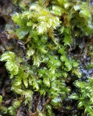 Scapania aspera